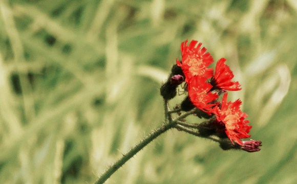 Allotment flower, 6/7/17