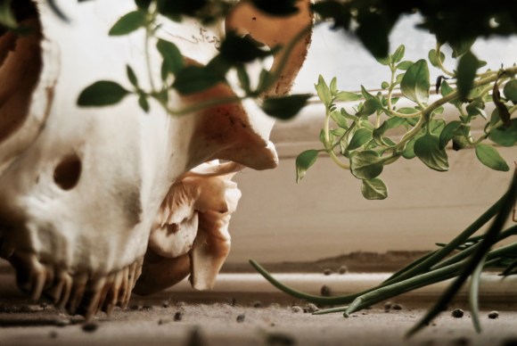 Herbs and skull, 4/7/17