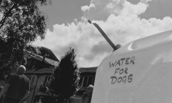 Water for dogs, 22/7/17