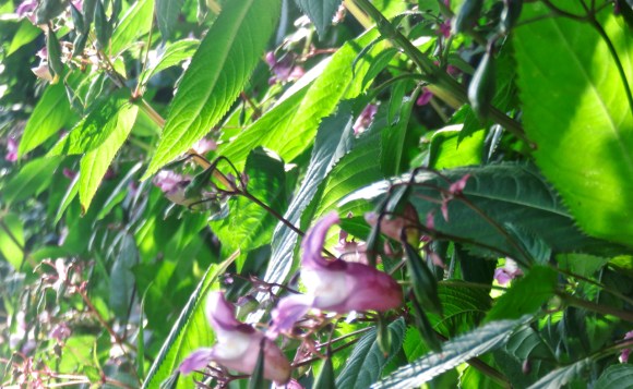 Himalayan balsam, 16/8/17