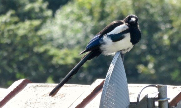 Magpie satellite dish, 13/9/17