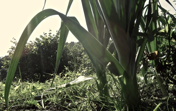 Monster leeks, 2/9/17