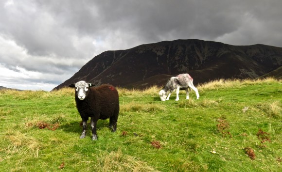 Sheep on Rannerdale Knotts, 15/9/17