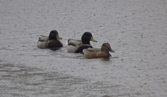 Ducks in rain, 10/11/17