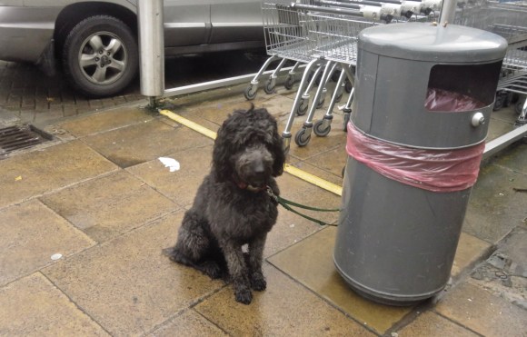 Waiting dog, 18/11/17