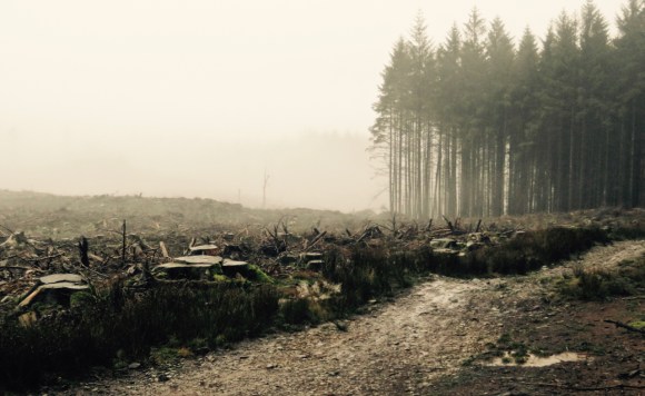 Felled plantation, 21/12/17