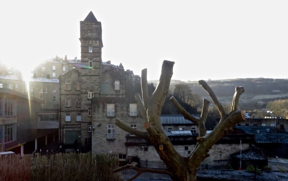 Nutclough and dead tree, 7/1/18