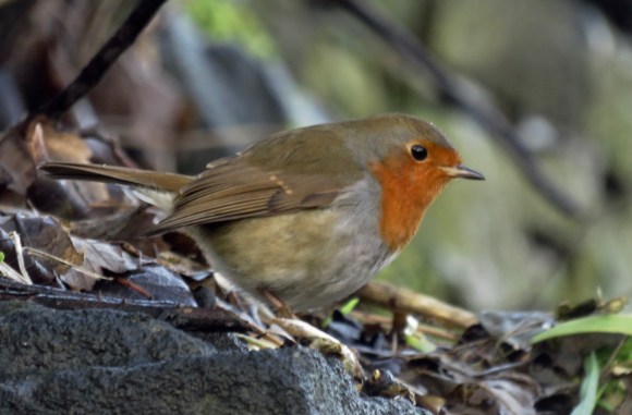Robin at station, 18/1/18