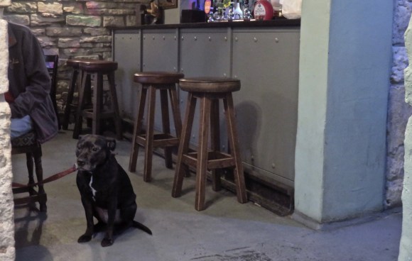 Waiting dog, 28/1/18