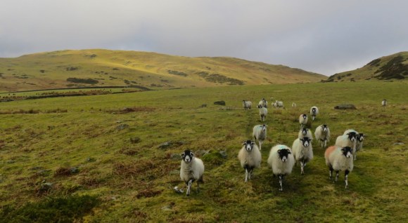 Burney and sheep, 17/2/18