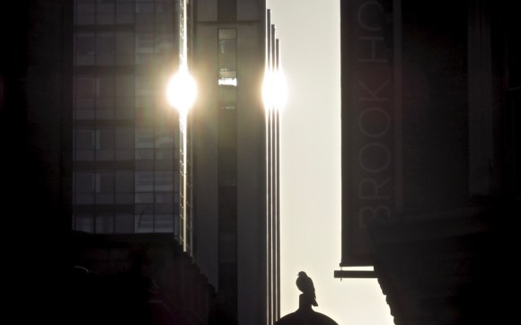 Manchester pigeon, 2/2/18