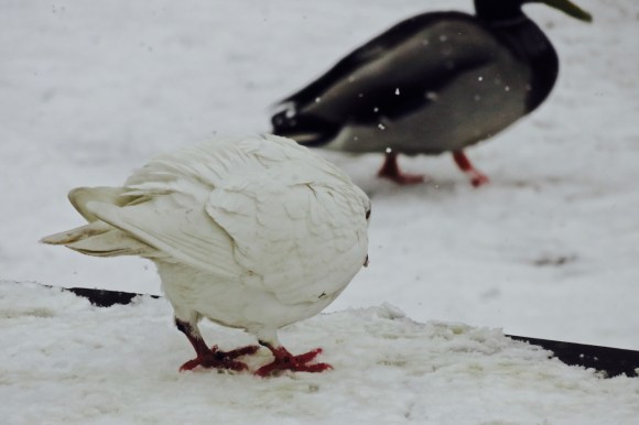 Snow camouflage, 27/2/18