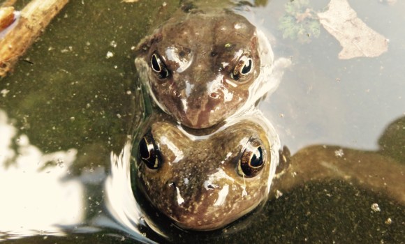 Frog friends, 25/3/18