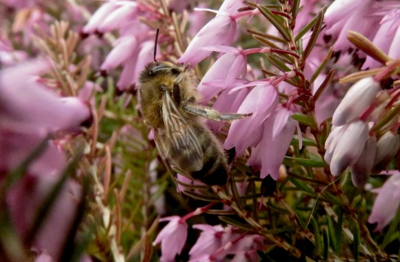 Pollination, 11/3/18