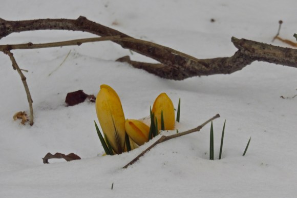 Snowy crocuses, 3/3/18