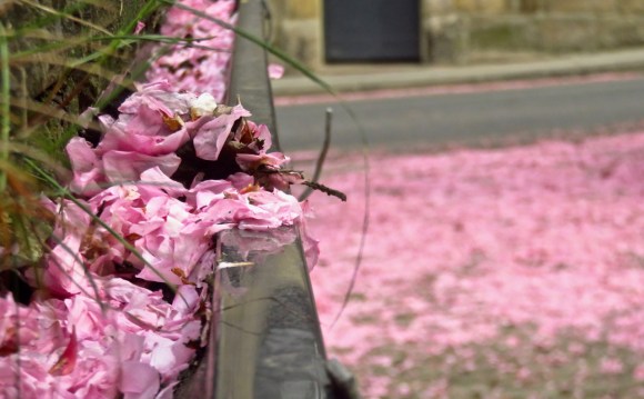 Fallen blossoms, 11/5/18