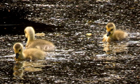 Goslings, 26/5/18