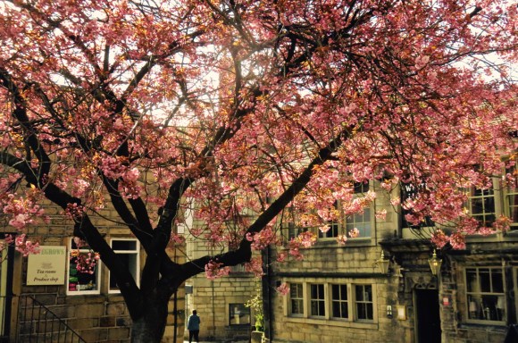 White Lion blossom, 30/4/18