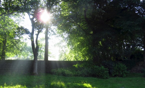 Another sunny morning, 27/6/18