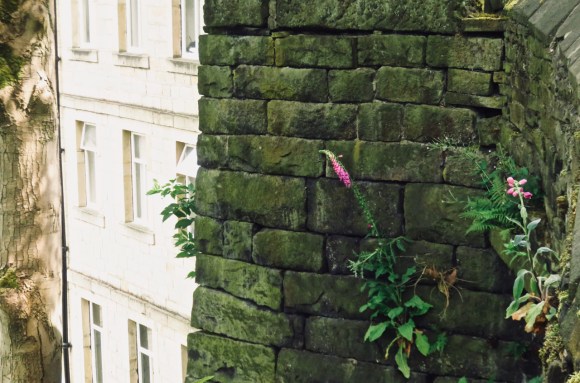 Tenacious foxglove, 14/6/18