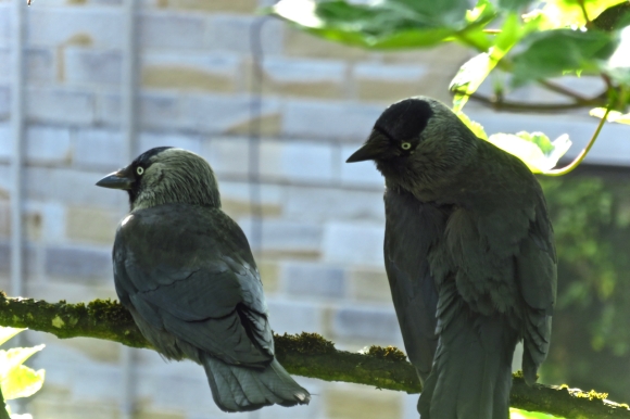 Two jackdaws, 7/6/18