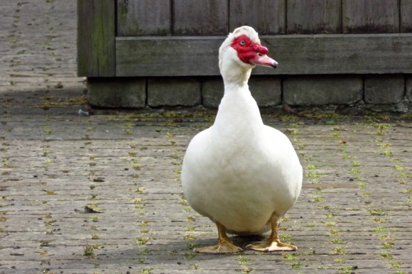 Duck portrait, 17/7/18