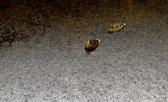 Ducks in rain, 24/7/18