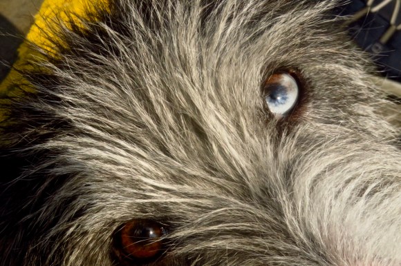 Finn the dog, 26/7/18