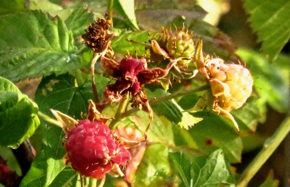 Loganberries, 15/7/18
