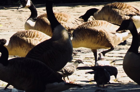 Marina birds, 10/7/18