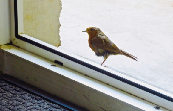 Robin on doorstep, 8/7/18