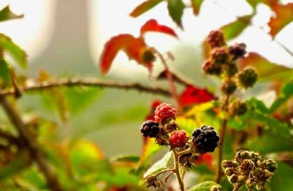 Blackberries, 9/8/18