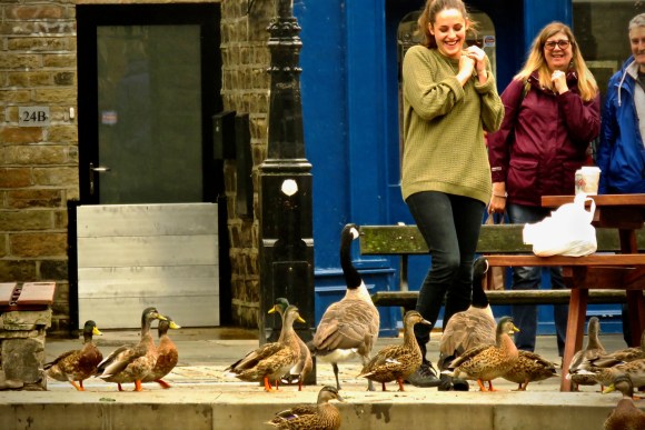 Geese revenge, 19/8/18