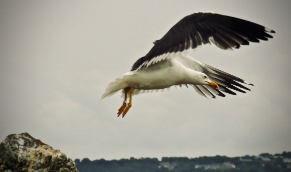 Seagull in flight, 11/8/18