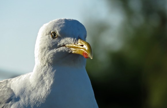 Seagull portrait, 15/8/18