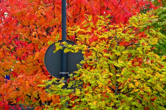 Oulu foliage, 24/9/18