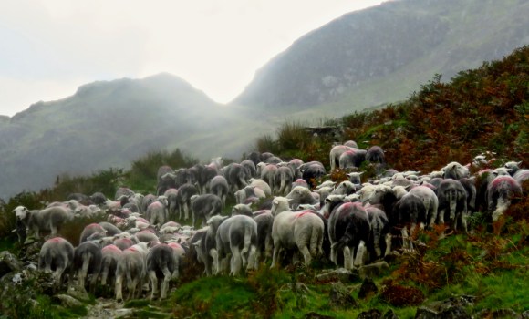 Sheep, Scarth Gap, 6/9/18