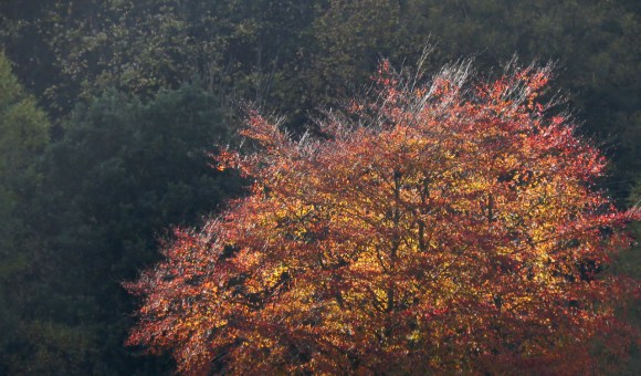 Autumn ablaze, 28/10/18