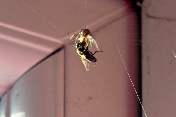 Death of the wasp, 17/12/18