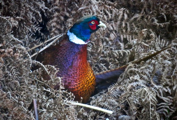 Pheasant in bracken, 13/12/18