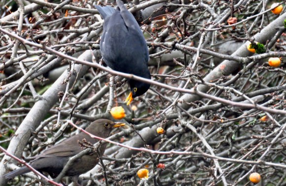 Blackbirds foraging, 21/1/19