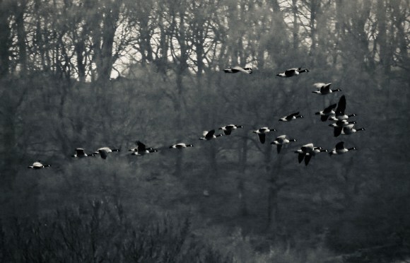 Flock of geese, 20/1/19