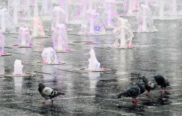 Piccadilly pigeons, 4/1/19