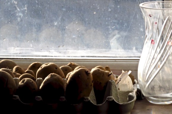 Baby potatoes, 9/2/19