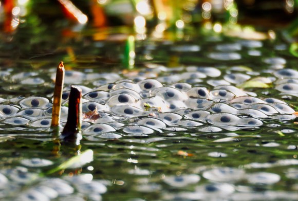 Frog spawn, 24/2/19