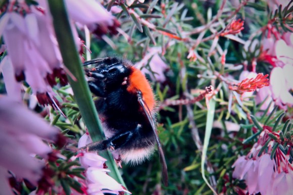Grumpy bumblebee, 21/2/19