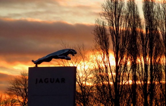 Leaping jaguar, 11/2/19