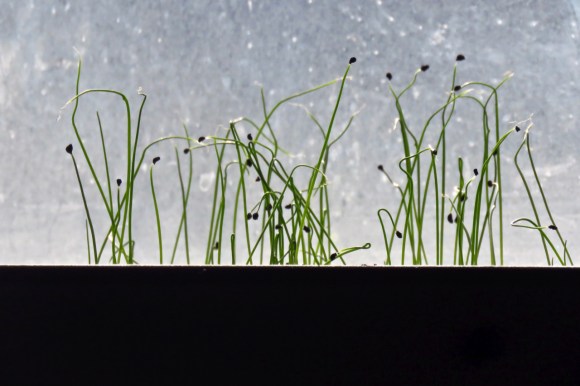 Baby leeks, 18/3/19