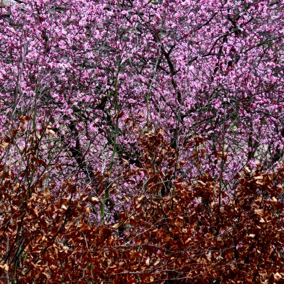 Blossom and leaves, 6/3/19