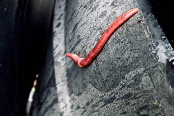 Earthworm, 7/3/19